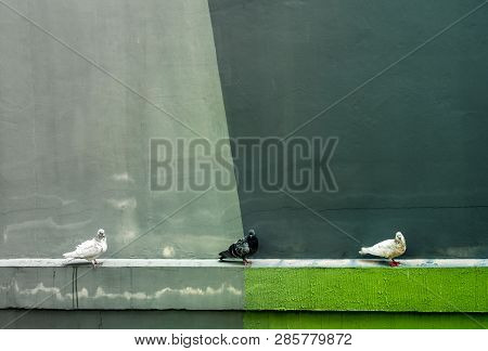 Pigeons Resting On The Concrete Drip Mould Beside The Building