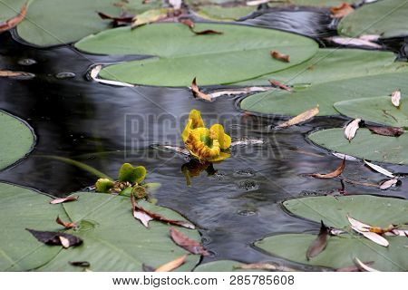 Fully Open And Blooming Yellow Flower Of Water Lily Or Nymphaea Aquatic Rhizomatous Perennial Herb P