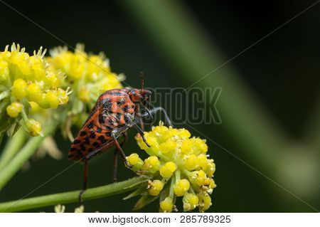 A Striped Bug (graphosoma Lineatum, Pentatomidae) Sitting On A Yellow Flower