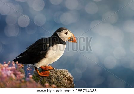 Close Up Of Atlantic Puffin Standing On Shores On Noss Island, Shetlands, Uk.