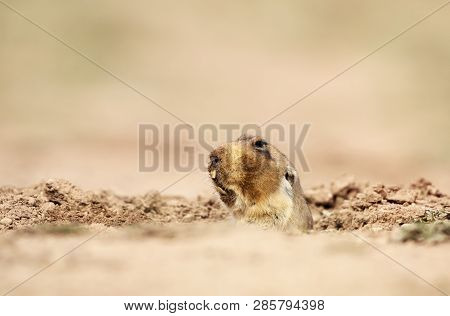 Close Up Of A Big-headed African Mole-rat, Bale Mountains, Ethiopia.