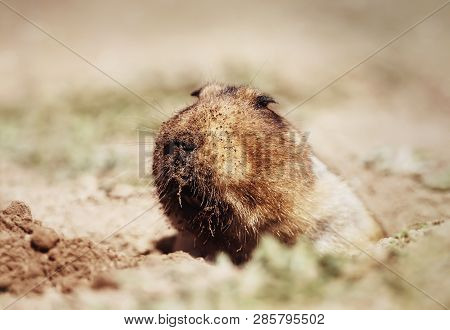 Close Up Of A Big-headed African Mole-rat, Bale Mountains, Ethiopia.