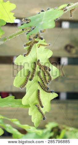 The Caterpillars Eat The Leaves Of Trees