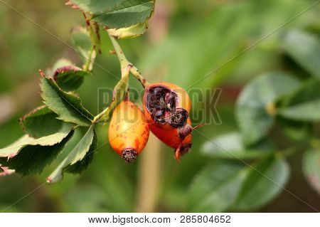 Rose Hip Or Rosehip Or Rose Haw Or Rose Hep Ripe Partially Cracked Accessory Fruit Of Rose Plant Gro
