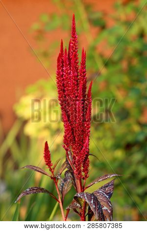 Single Bunch Of Amaranth Or Amaranthus Cosmopolitan Annual Plant Flowers Arranged In Colourful Bract