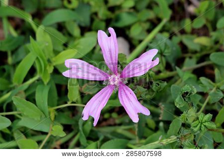 Single Common Mallow Or Malva Sylvestris Or Cheeses Or High Mallow Or Tall Mallow Spreading Herb Pla