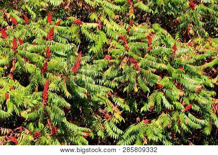 Staghorn Sumac Or Rhus Typhina Small Trees Planted Next To Each Other With Large Treetop Connected I