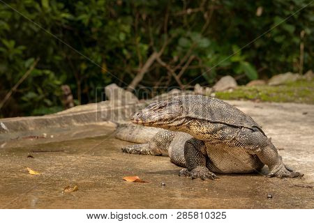 Malayan Water Monitor Lizard, Varanus Salvator, In Sungei Buloh Wetland Reserve