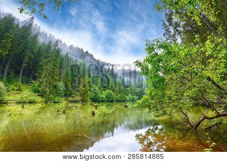 Majestic Summer View Of Mountain Lake Lacul Rosu Or Red Lake Or Killer Lake. Rotten Tree Trunks. Log