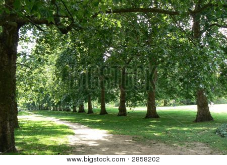 Avenida del árbol forrado