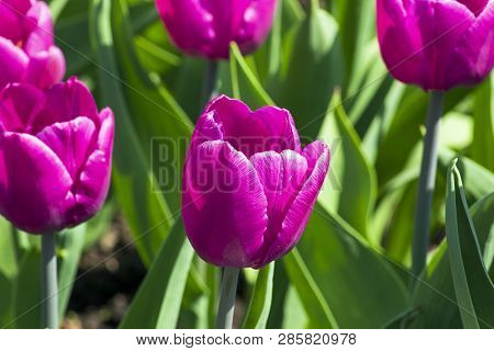 Tulips Of The Cafe Noir  Species On A Flowerbed.