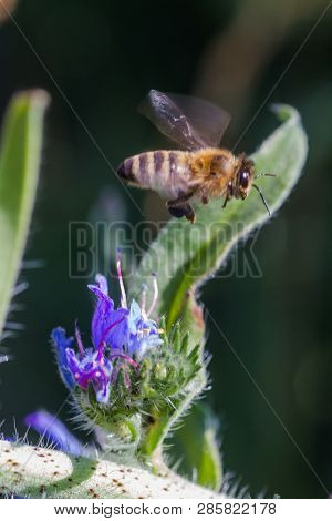Honey Bee Collects Nectar From Echium Vulgare, Viper's Bugloss, Blueweed. Collect Pollen In The Mead