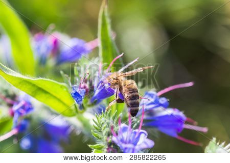 Honey Bee Collects Nectar From Echium Vulgare, Viper's Bugloss, Blueweed. Collect Pollen In The Mead