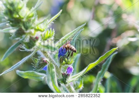 Honey Bee Collects Nectar From Echium Vulgare, Viper's Bugloss, Blueweed. Collect Pollen In The Mead
