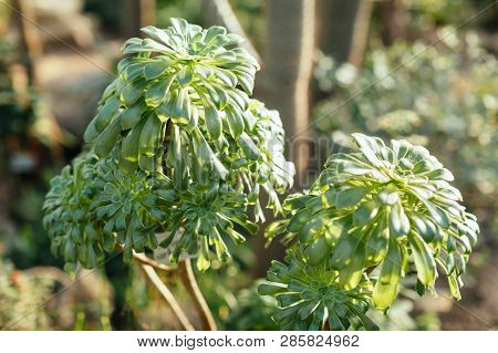 Photo Of Succulentus Aeonium Holochrysum In Greenhouse/ Tropical Plants, Glasshouse With Evergreen P