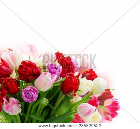 Bouquet Of Fresh Pink And Red Tulips Flowers Close Up Over White Background