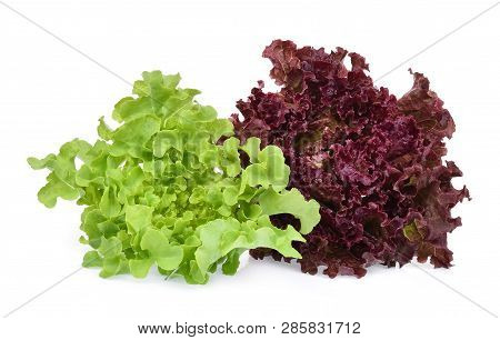 Resh Red And Green Coral Salad Or Red Lettuce Isolated On White Background