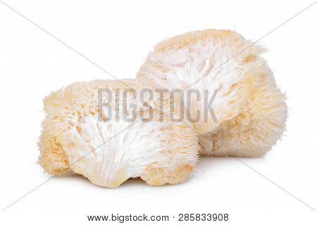 Mokey Head Mushroom , Lion Mane Or Yamabushitake Isolated On White Background