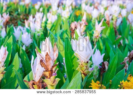 A Group Of Siam Tulip Grown For Decoration In Different Places