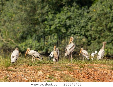 Painted Storks, Mycteria Leucocephala, Flock Of Immature Birds