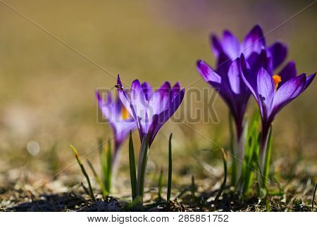 Crocus (plural: Crocuses Or Croci) Is A Genus Of Flowering Plants In The Iris Family. Flowers Close-