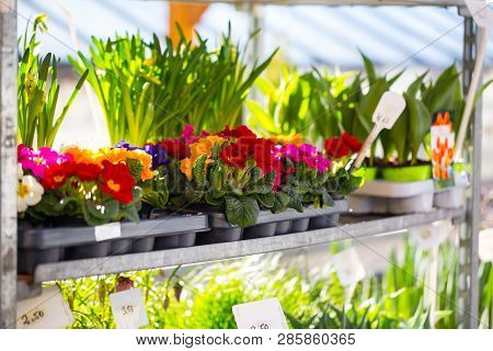 Primroses In A Nursery, Spring Awakening, Springtime
