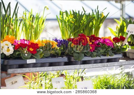 Primroses In A Nursery, Spring Awakening, Springtime