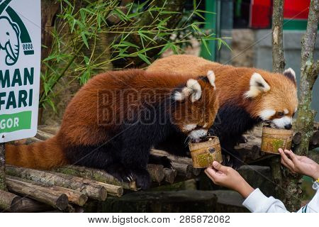 Bogor, Indonesia - December 22, 2018 : Two Red Pandas From Bogor Safari Park That Are Specially Brou