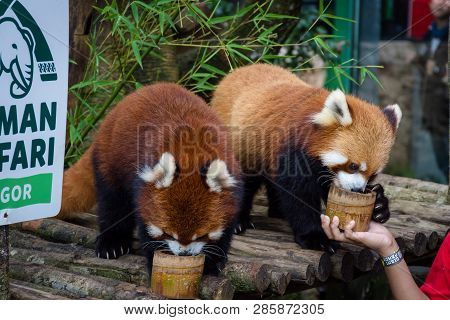 Bogor, Indonesia - December 22, 2018 : Two Red Pandas From Bogor Safari Park That Are Specially Brou