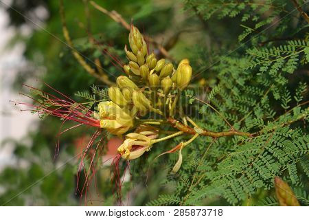 Bird Of Paradise Yellow Flowe - Latin Name - Caesalpinia Gilliesi (erythrostemon Gilliesii)