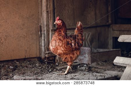 Portrait Of Hen Feeding And Standing In Dirty Hen House On Sunny Day.  Hen Looking For Food In The F