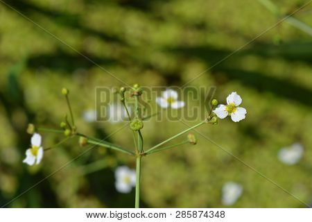 Common Water Plantain - Latin Name - Alisma Plantago-aquatica