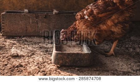 Portrait Of Hen Feeding And Standing In Dirty Hen House On Sunny Day.  Hen Looking For Food In The F