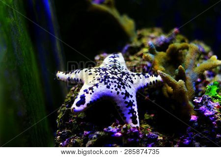 White Cake Sea Star - Anthenea Aspera