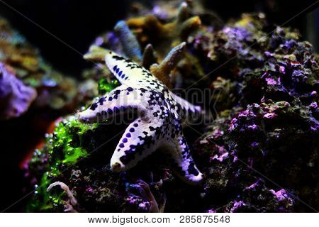 White Cake Sea Star - Anthenea Aspera