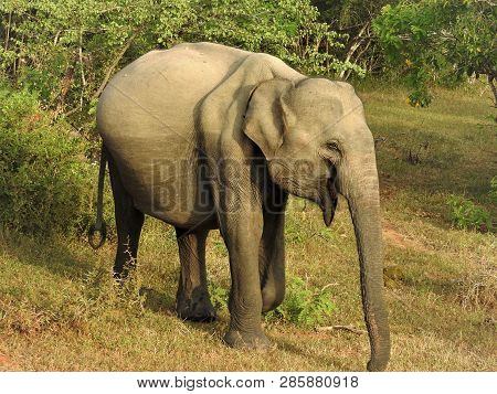 The Baby Elephant Walks In The Green Jungle On A Clear Sunny Day In The Yala National Park In Sri La