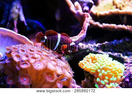 Golden Flake Maroon Clownfish - Premnas Biaculeatus (juvenile)