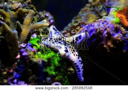 White Cake Sea Star - Anthenea Aspera