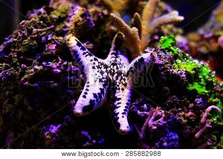 White Cake Sea Star - Anthenea Aspera