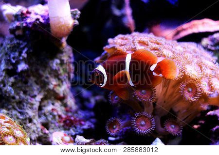 Golden Flake Maroon Clownfish - Premnas Biaculeatus (juvenile)