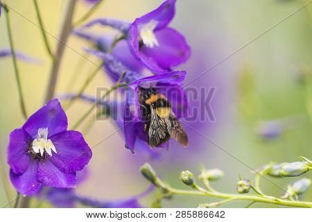 A Macro Shot Of A Bumble Bee Collecting Pollen From A Beautiful Flower.