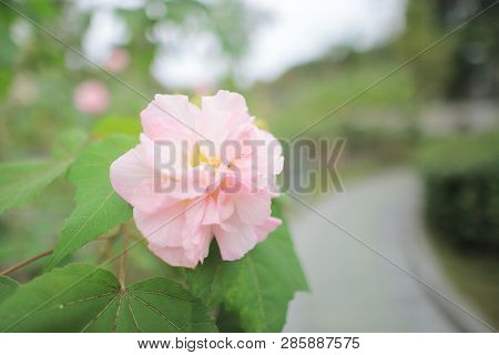 A Pink Mutabilis Hibiscus Flowers In Garden Under Sunshine