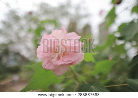 A Pink Mutabilis Hibiscus Flowers In Garden Under Sunshine