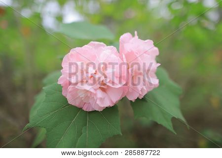 A Pink Mutabilis Hibiscus Flowers In Garden Under Sunshine
