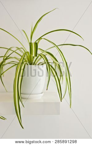 Green Pot Plant In White Room As Decoration