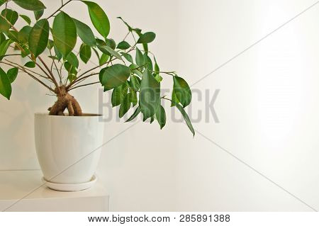 Green Pot Plant In White Room As Decoration. Ceylon Willow Or Ficus Benjamina