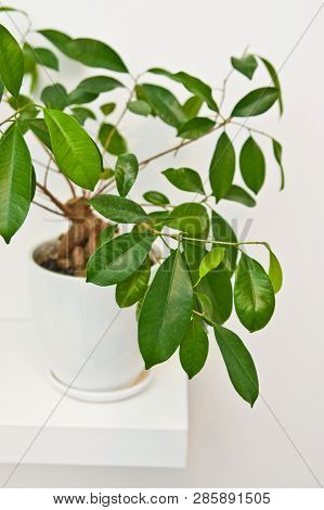 Green Pot Plant In White Room As Decoration. Ceylon Willow Or Ficus Benjamina