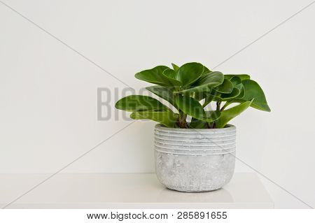 Green Pot Plant In White Room As Decoration. Peperomia