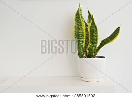 Green Pot Plant In White Room As Decoration, Sansevieria
