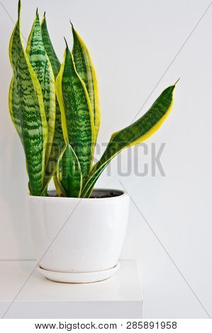 Green Pot Plant In White Room As Decoration, Sansevieria